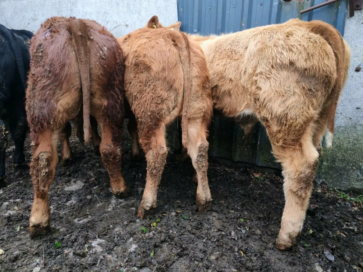 10 U Grade Bull Weanlings. - Image 2