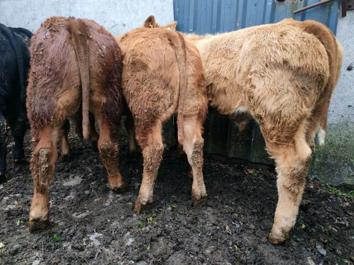 10 U Grade Bull Weanlings. - Image 3