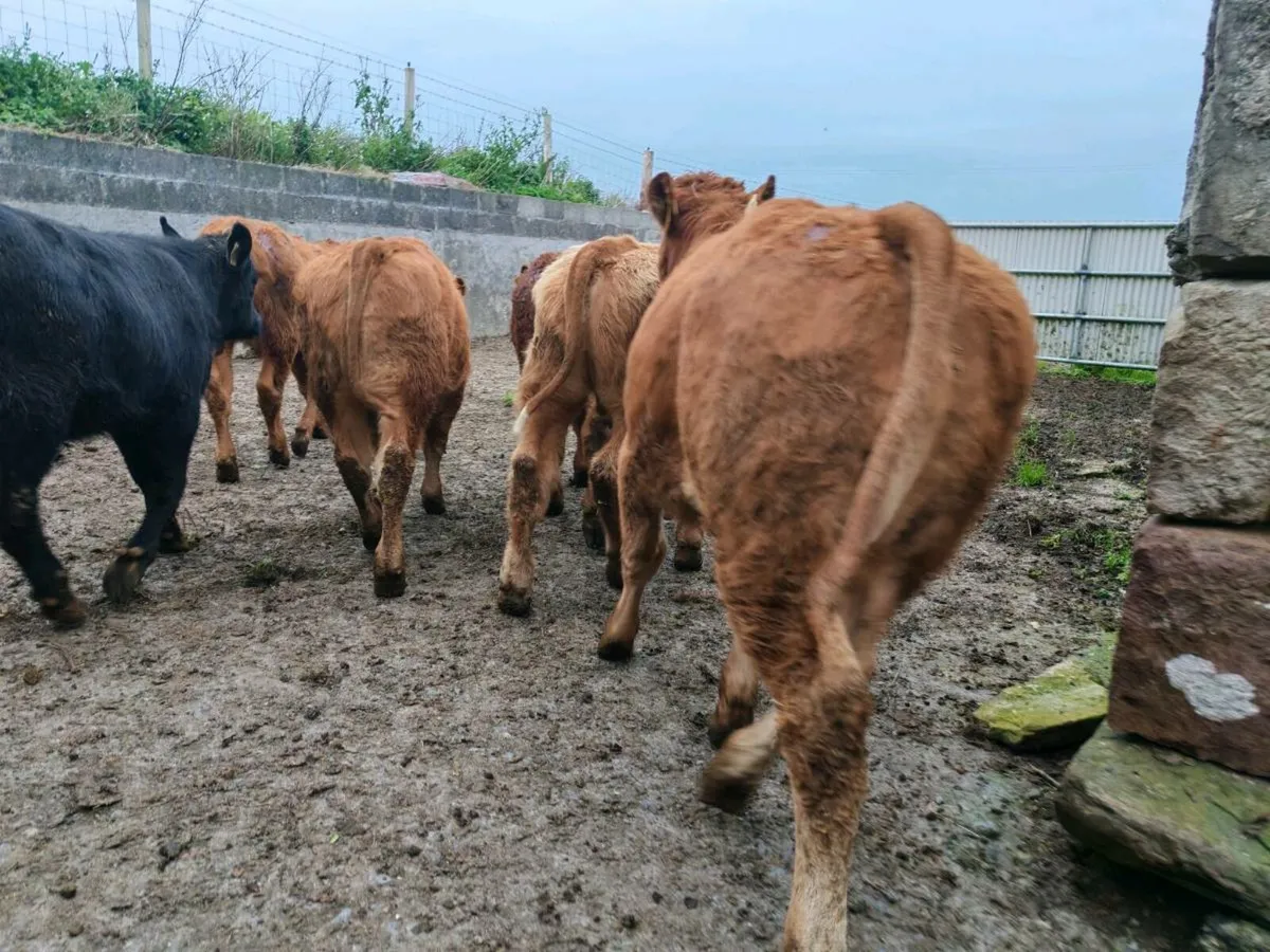 10 U Grade Bull Weanlings. - Image 4