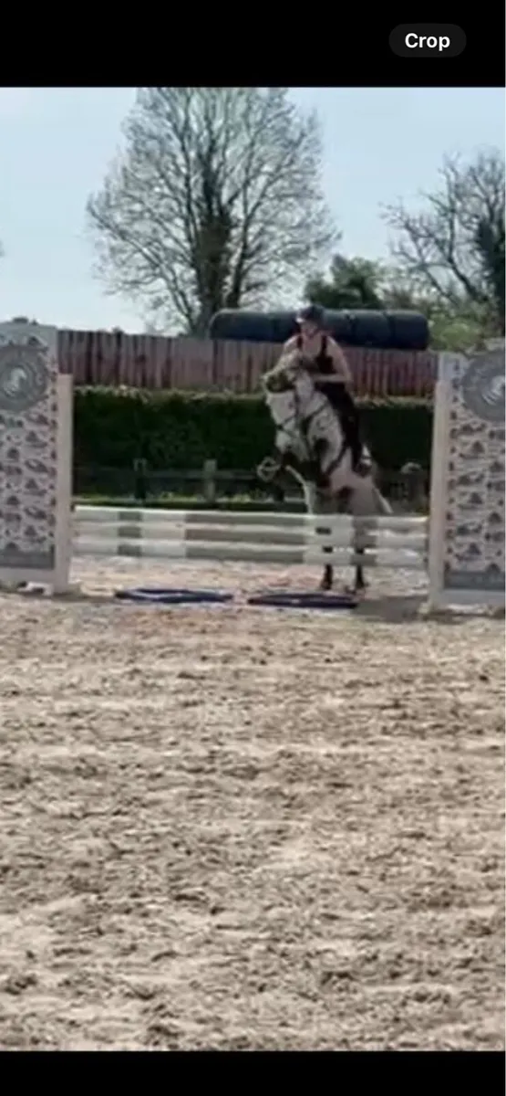 Moose : 14.1hh 6 yr old dun Connemara gelding - Image 1