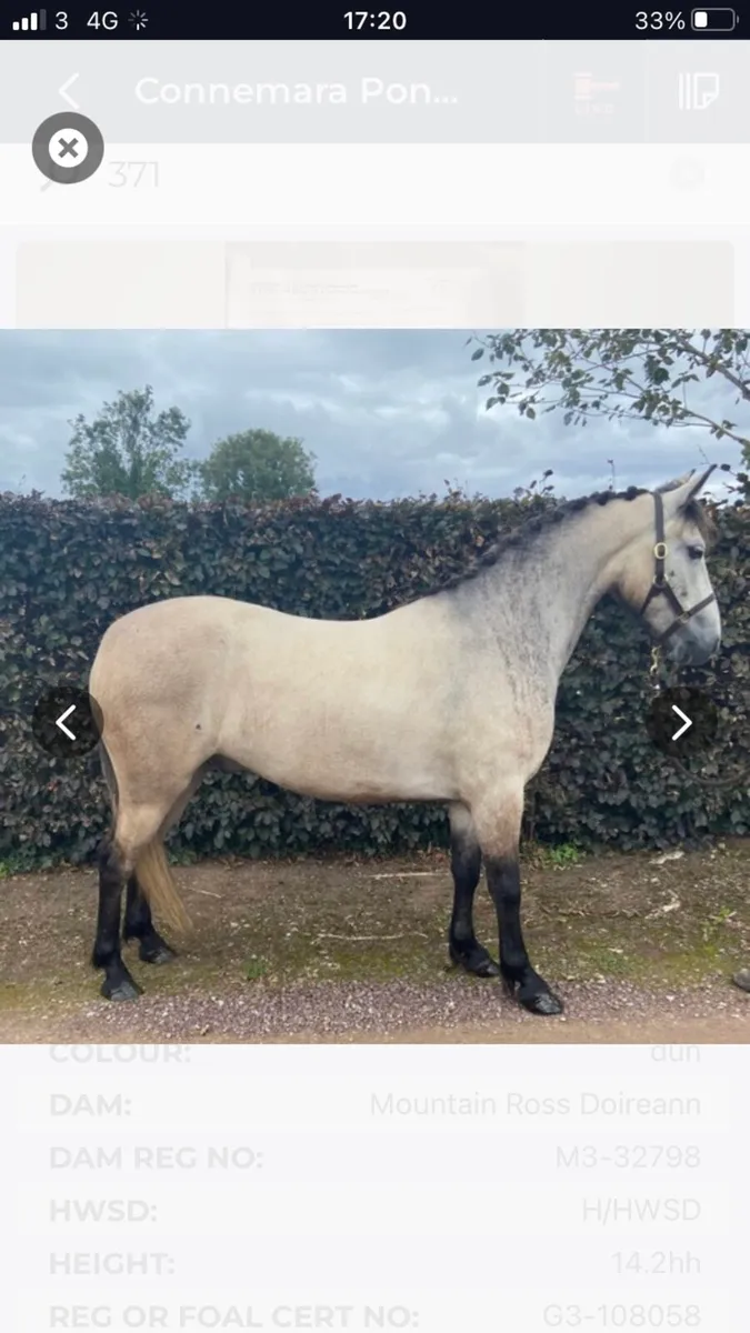 Moose : 14.1hh 6 yr old dun Connemara gelding - Image 2