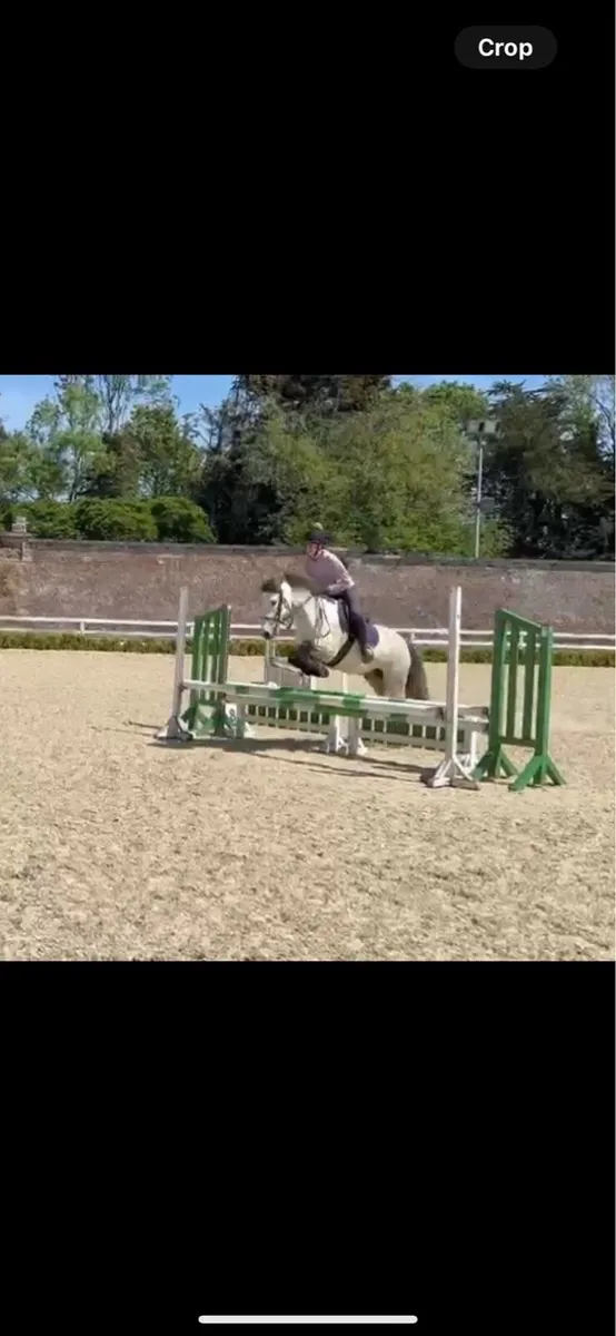 Moose : 14.1hh 6 yr old dun Connemara gelding - Image 3