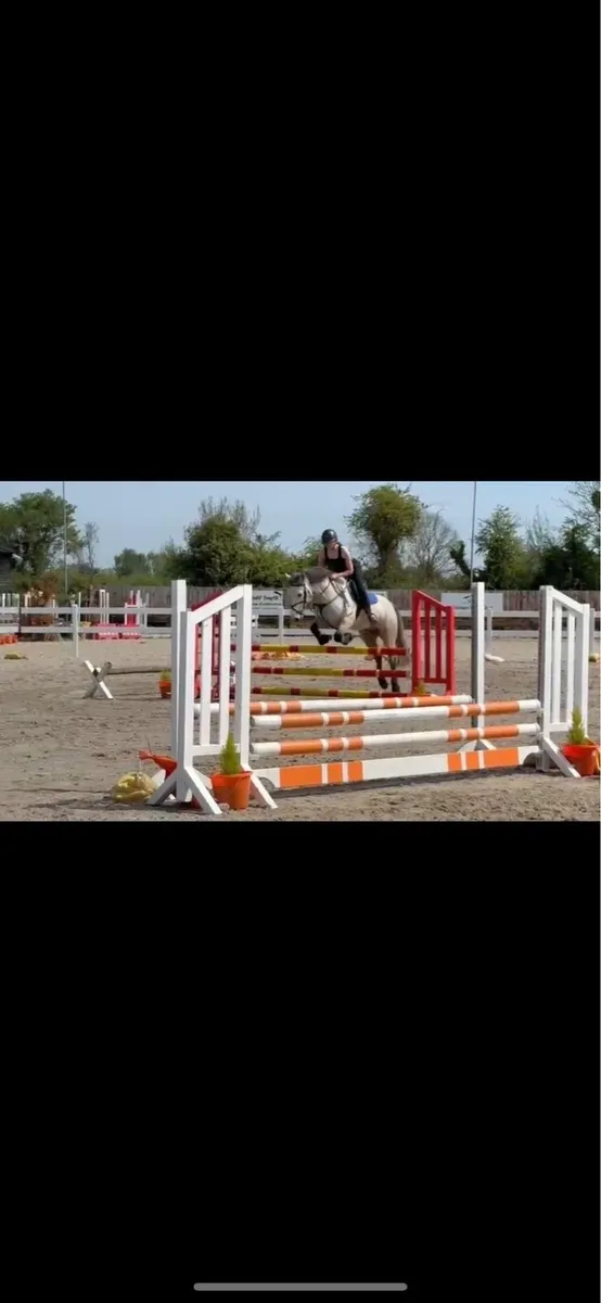 Moose : 14.1hh 6 yr old dun Connemara gelding - Image 4