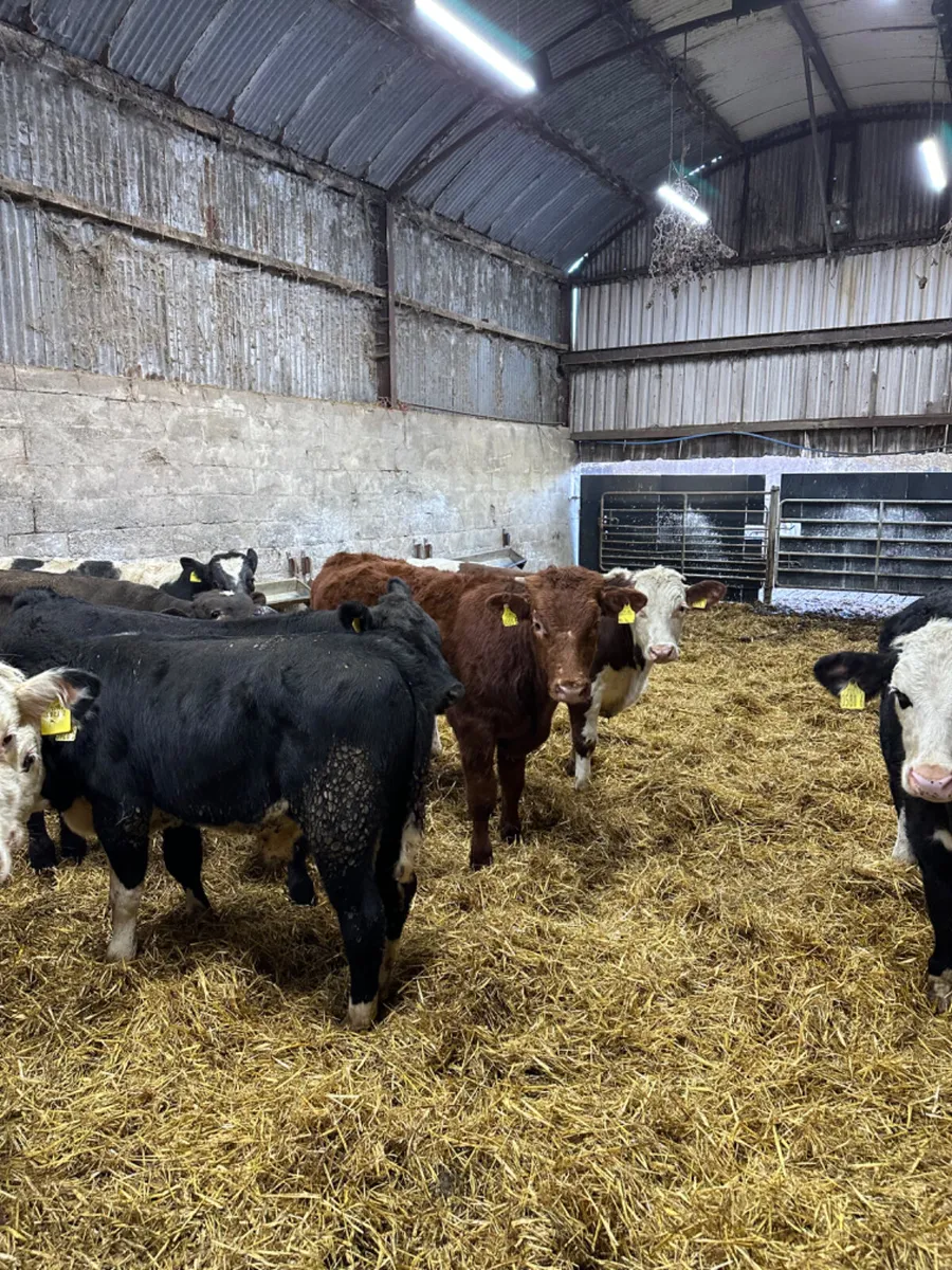 Bulls - Image 1