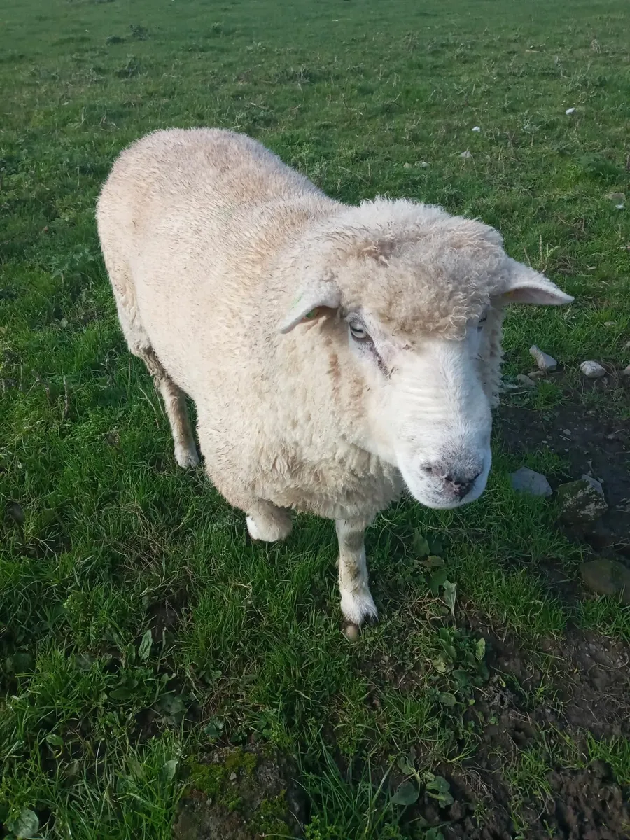 Ram