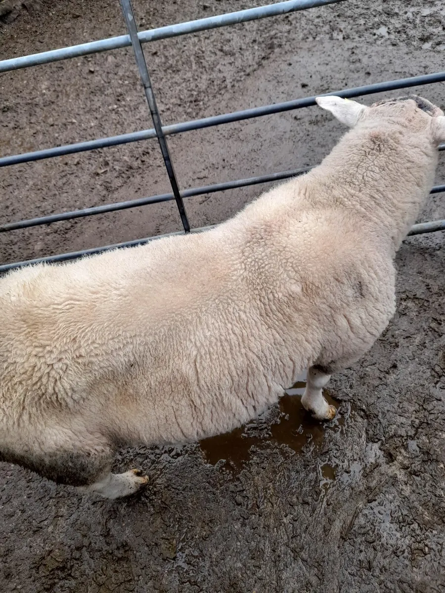 Texel Ram - Image 2