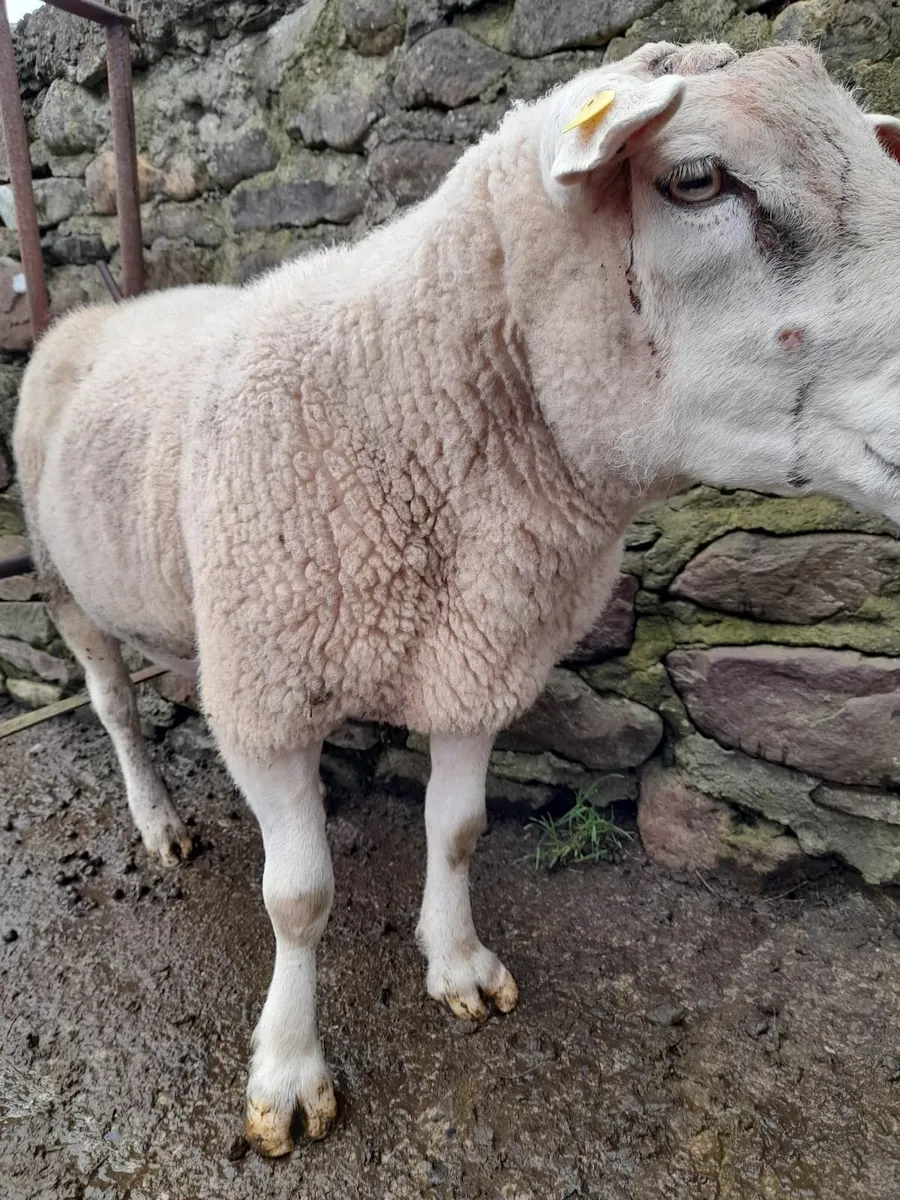 Texel Ram - Image 1