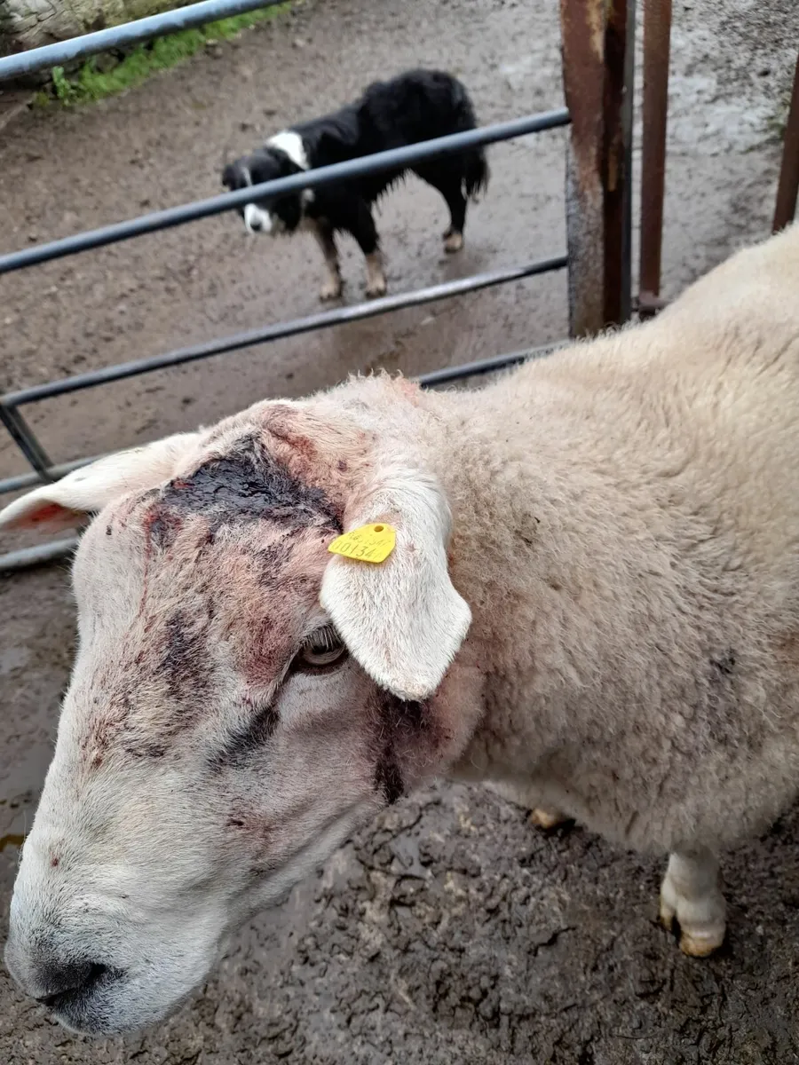 Texel Ram - Image 3