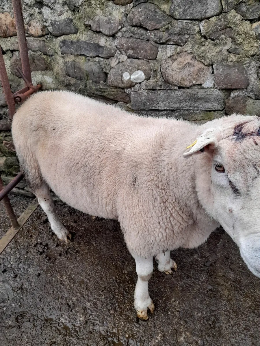 Texel Ram - Image 4