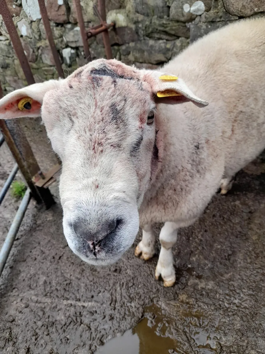 Texel & Mayo Mountain ram - Image 4