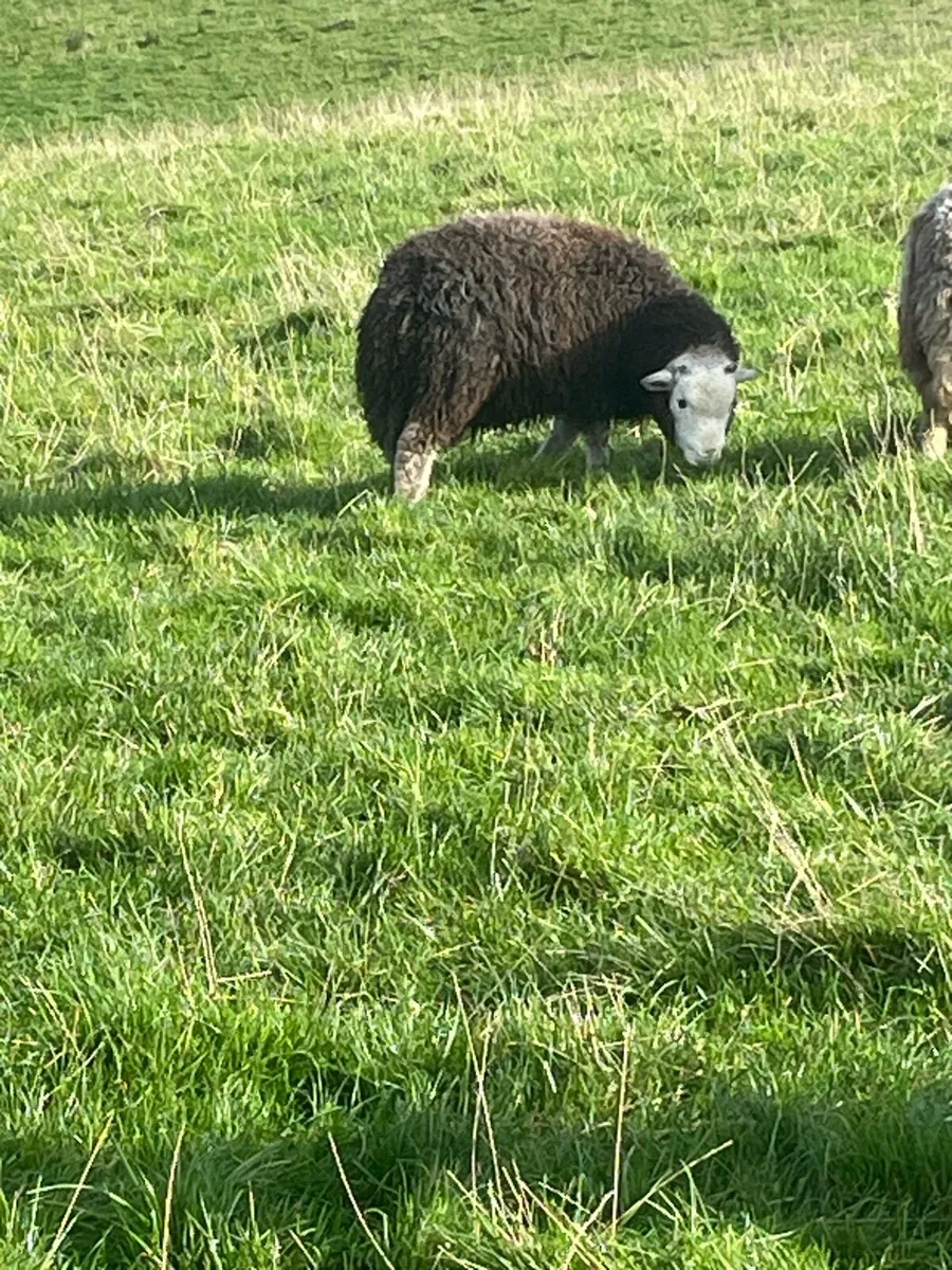Herdwick ram lamb - Image 1