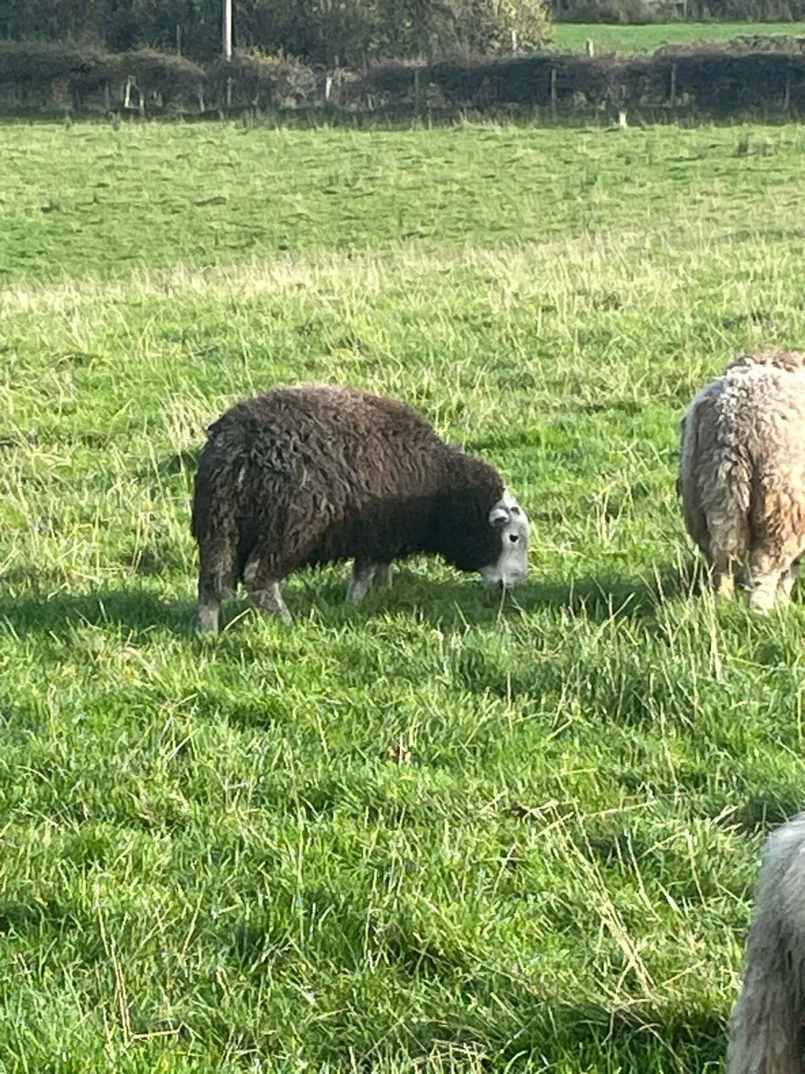 Herdwick ram lamb - Image 2