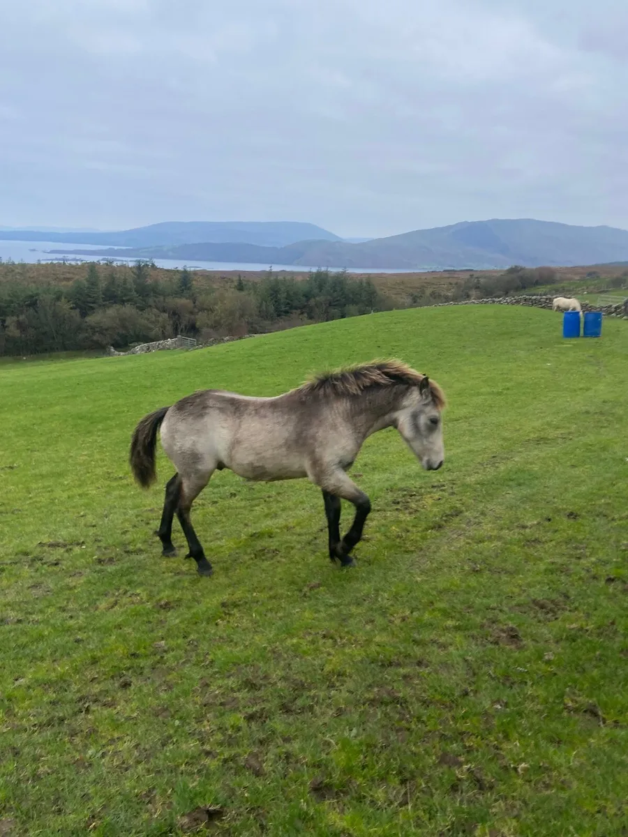 connemara ponnies - Image 2