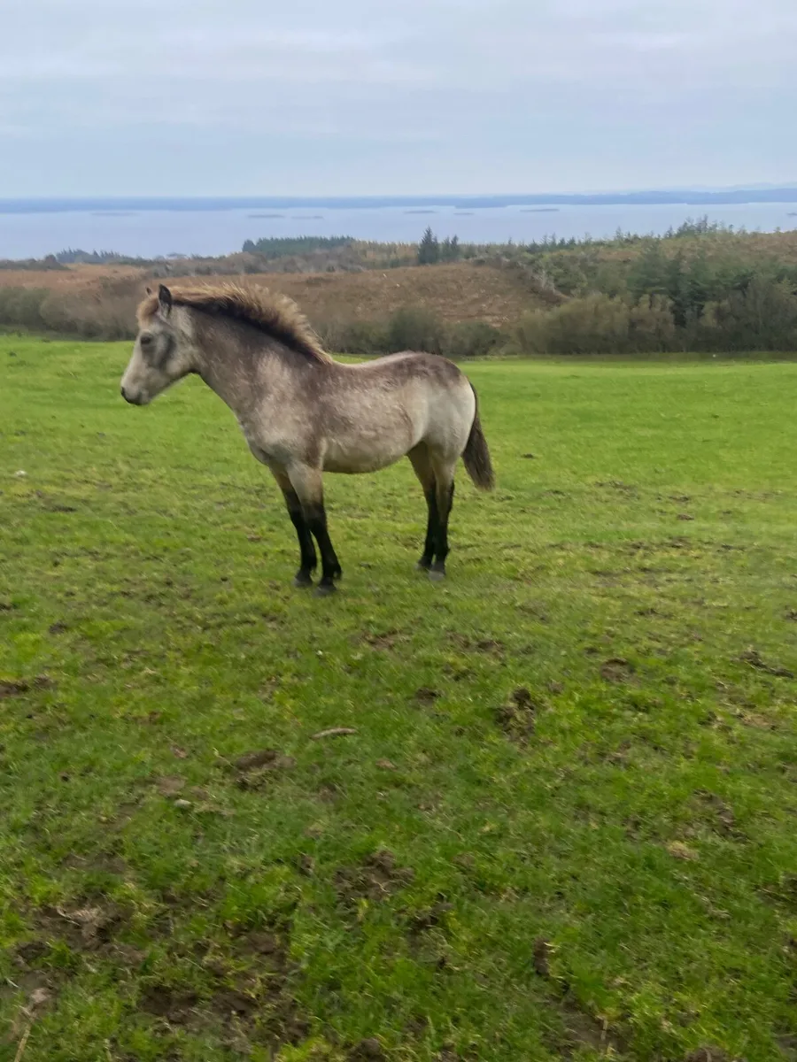 connemara ponnies - Image 3
