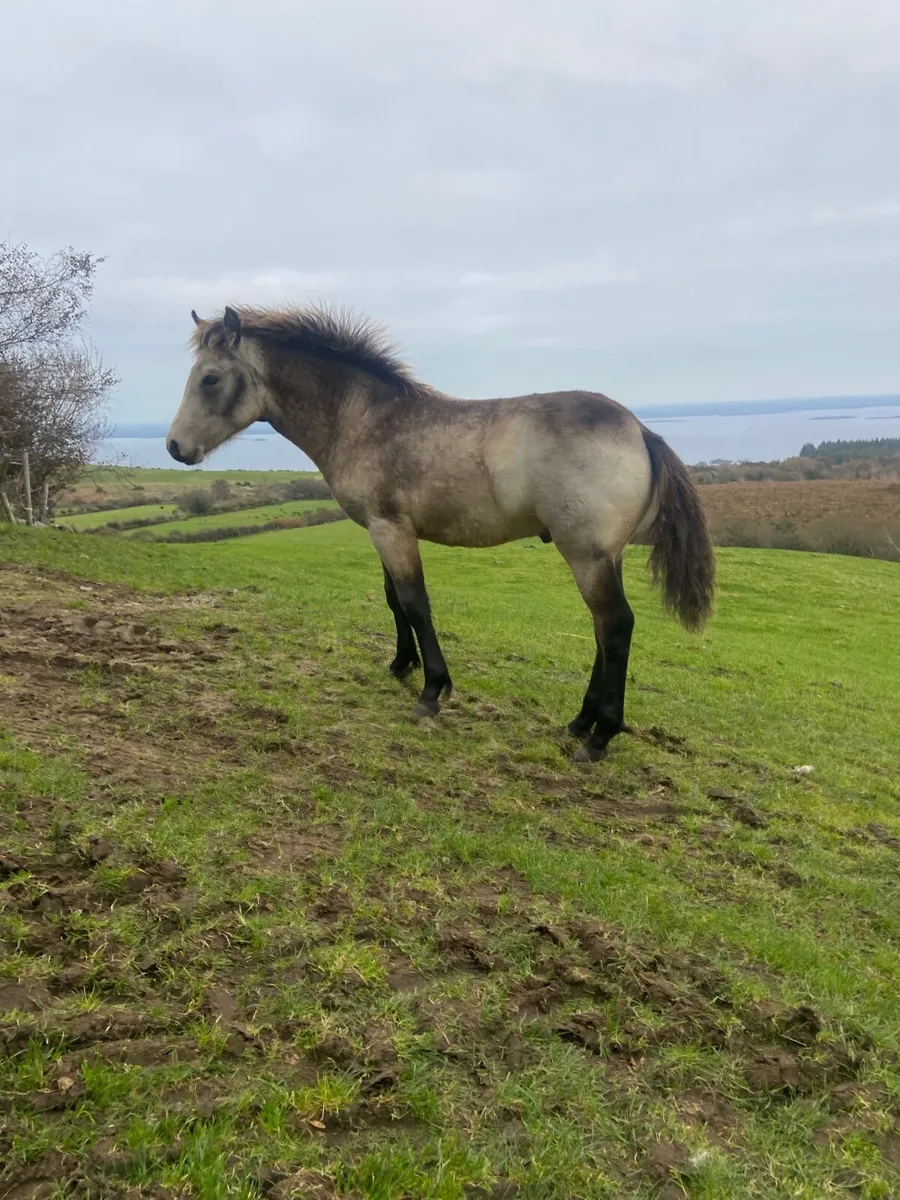 connemara ponnies - Image 4