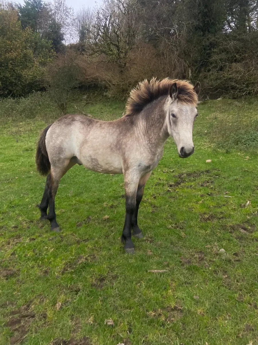 connemara ponnies - Image 1