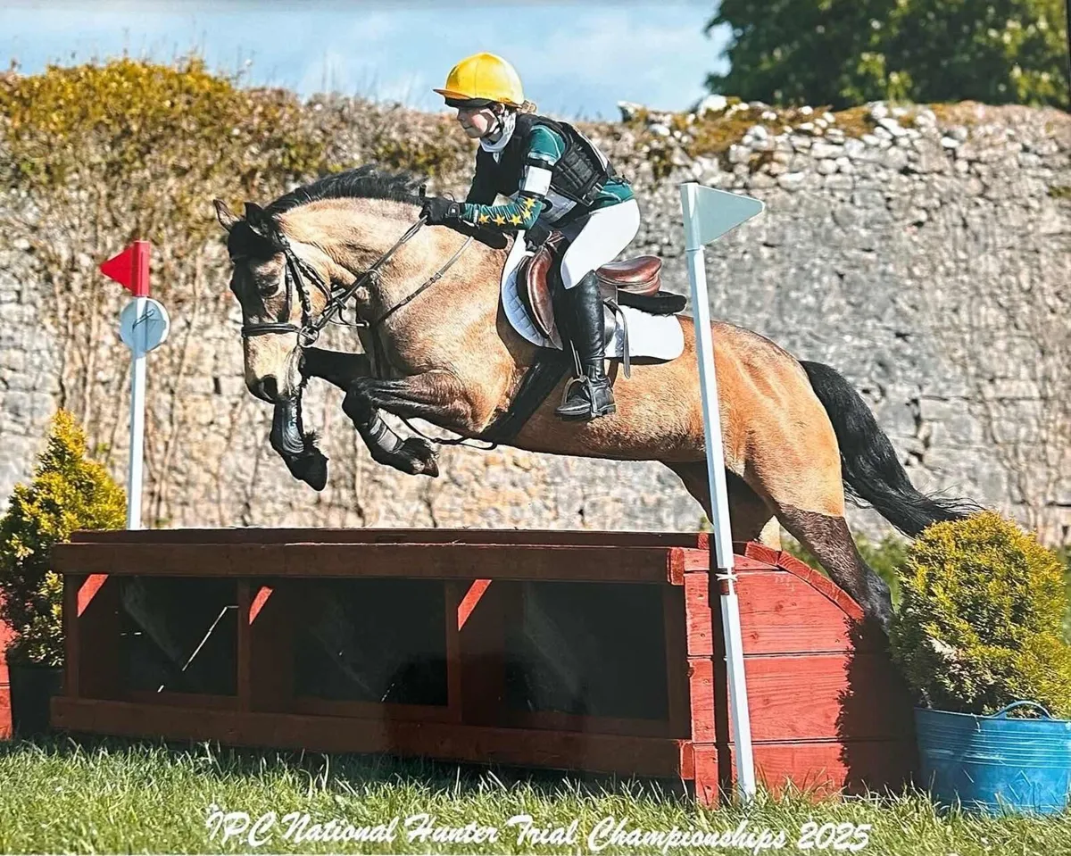 13.2hh pony - Image 1