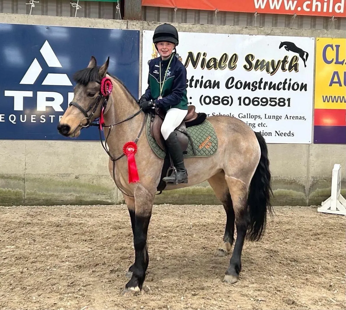 13.2hh pony - Image 2