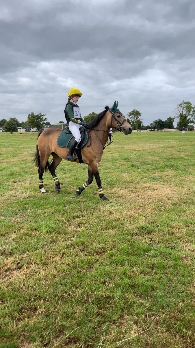 13.2hh pony - Image 3