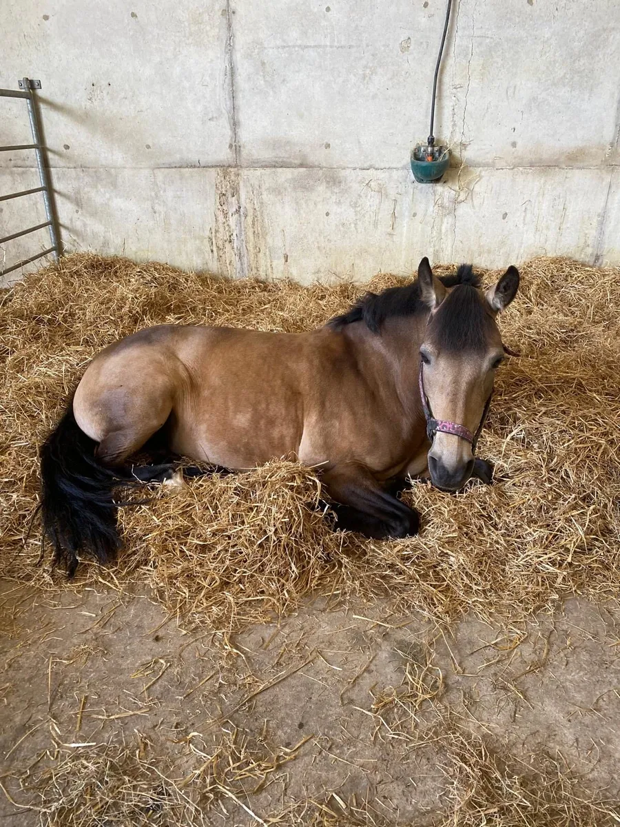 13.2hh pony - Image 4