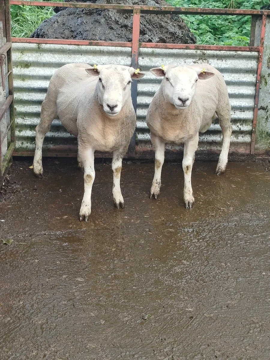 Sheep - Image 2