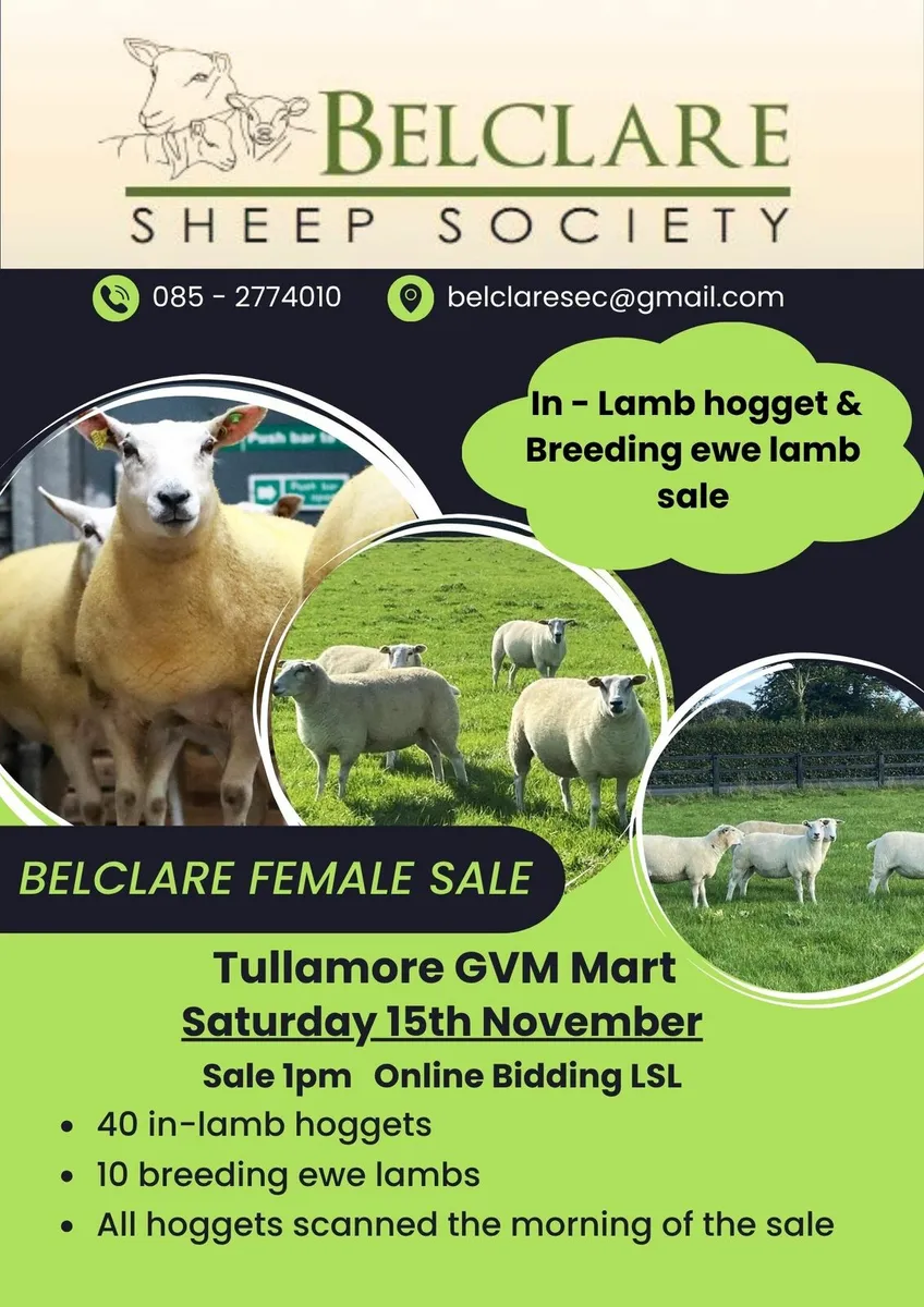 Belclare In Lamb Ewe Sale - Image 1