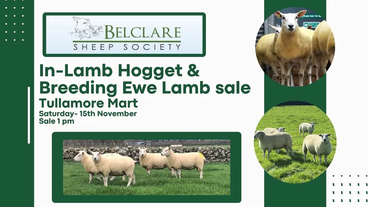 Belclare In Lamb Ewe Sale - Image 2