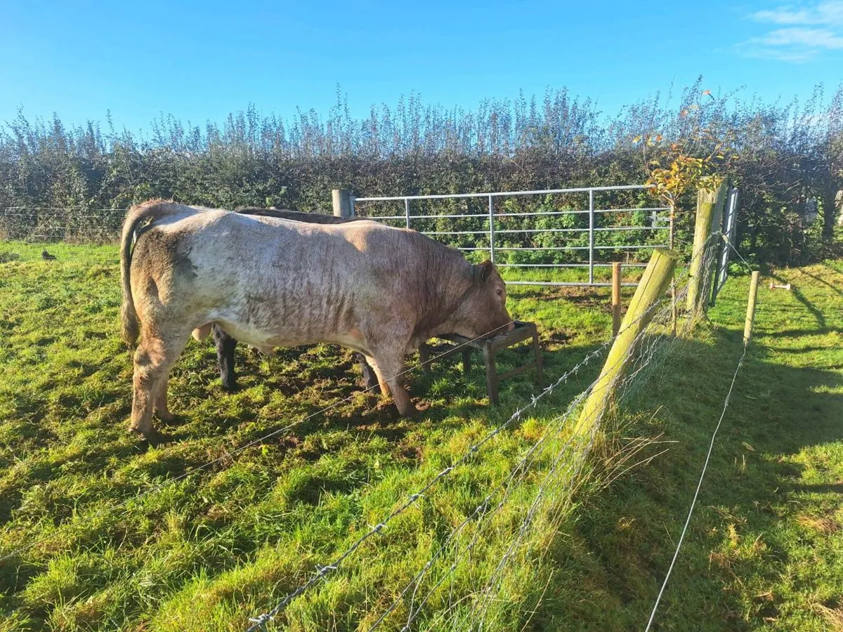 Bull - Image 2