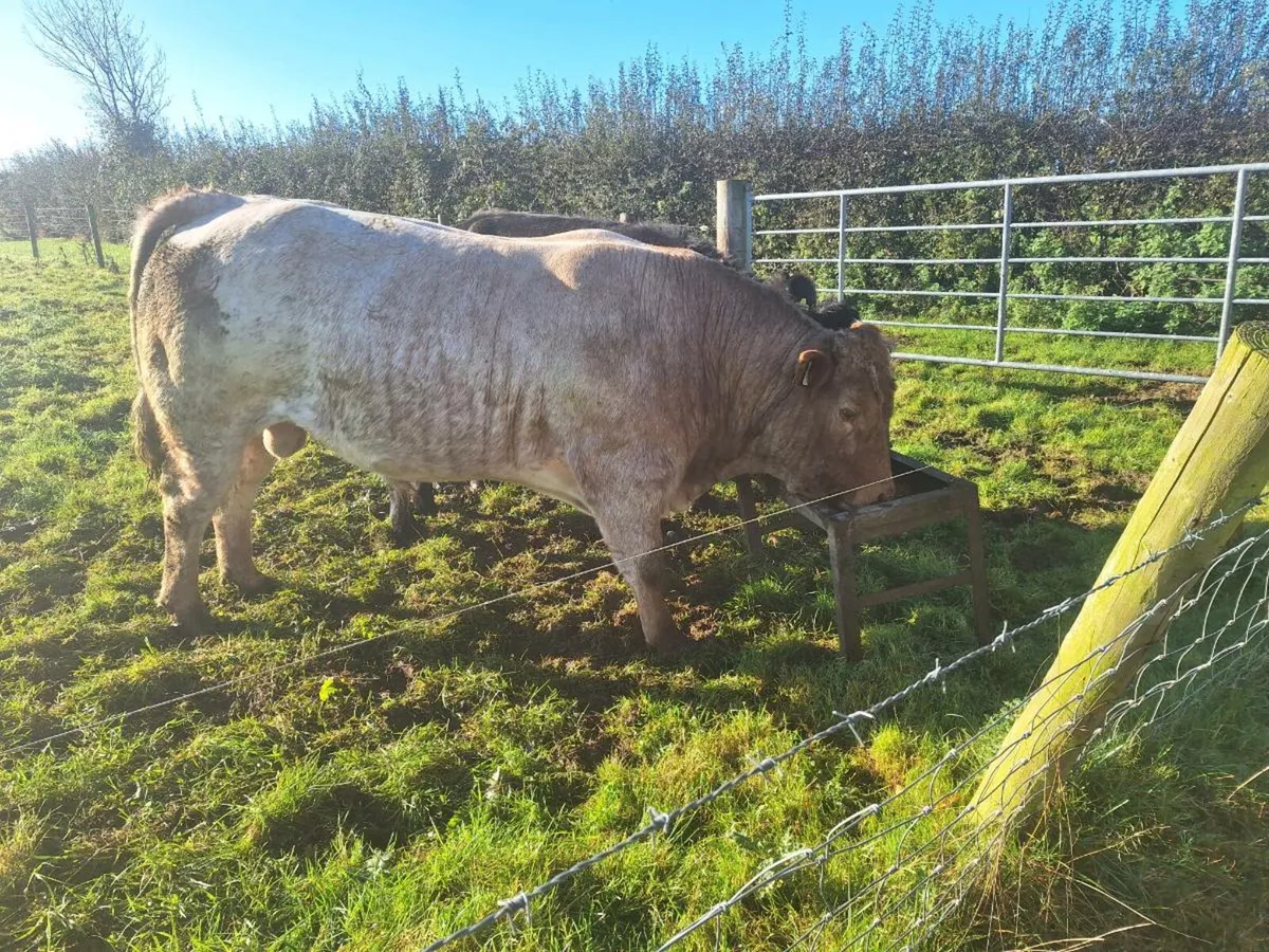 Bull - Image 3