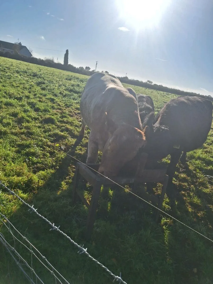 Bull - Image 4