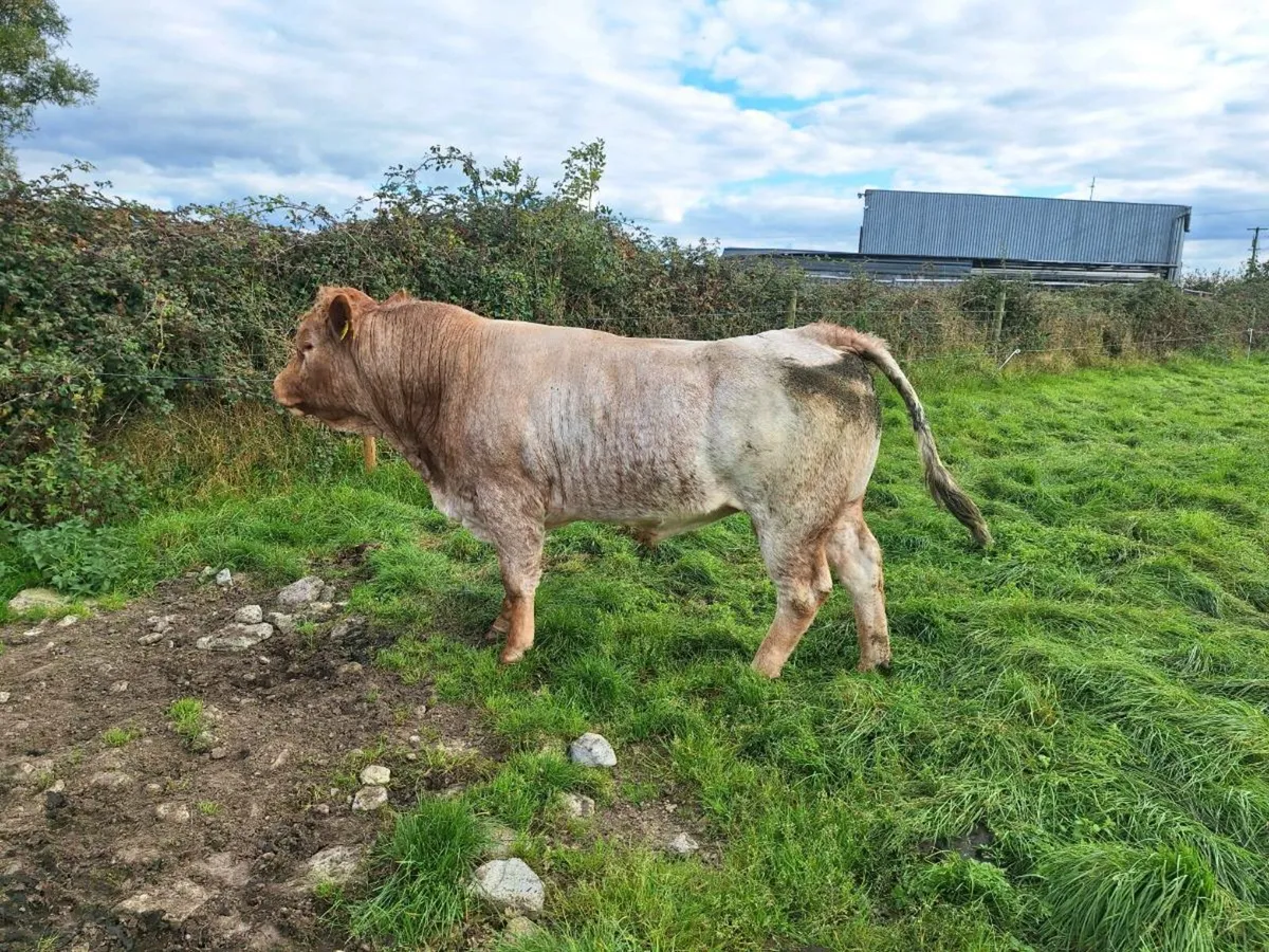 Bull - Image 1