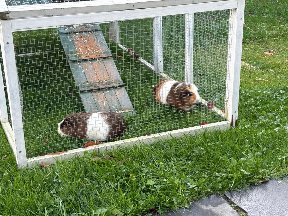 2 guinea pigs and large hutch - Image 1