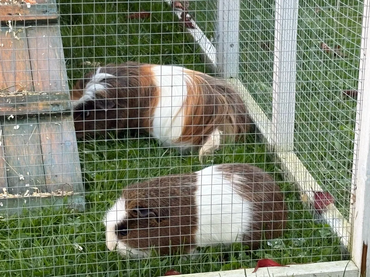 2 guinea pigs and large hutch - Image 4