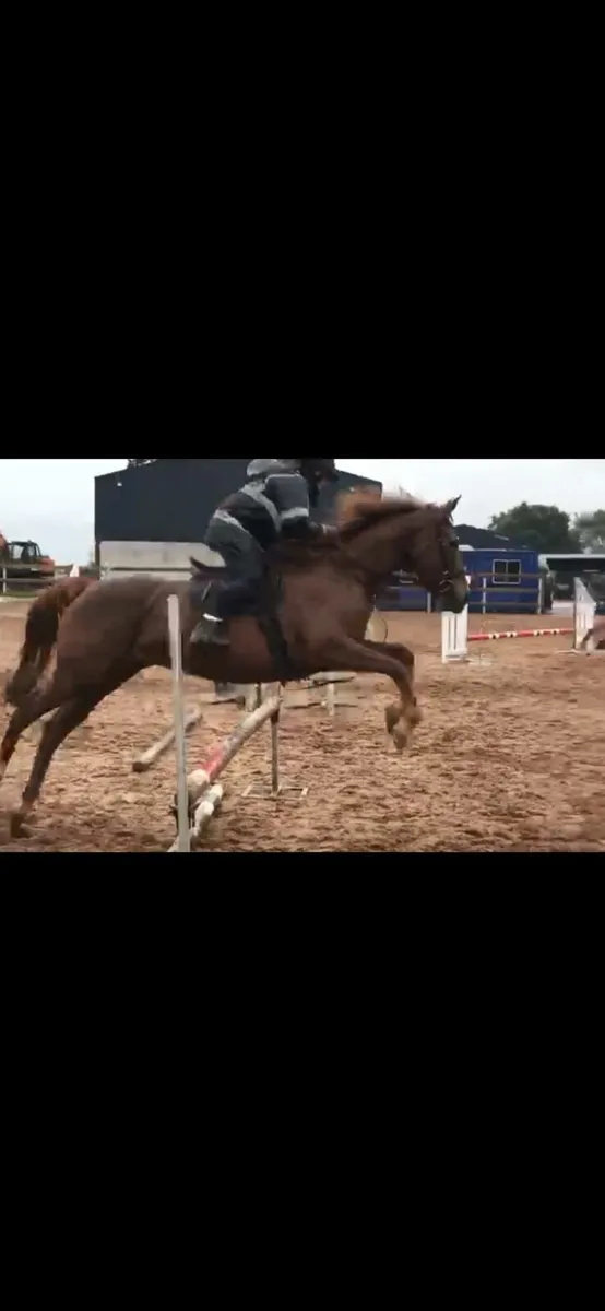 Thoroughbred 8yo mare - Image 1