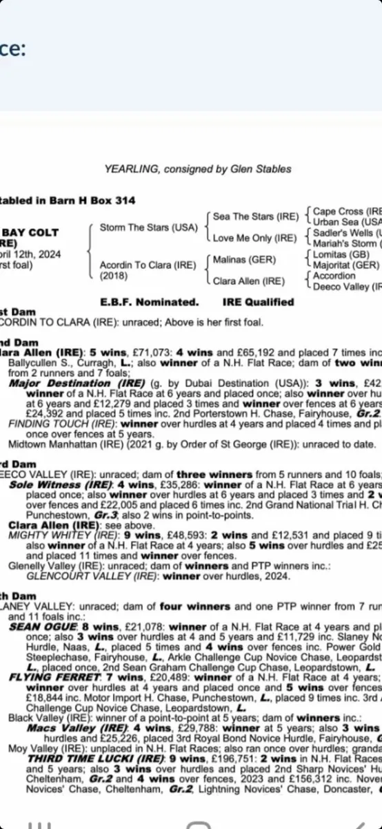 Thoroughbred 8yo mare - Image 2
