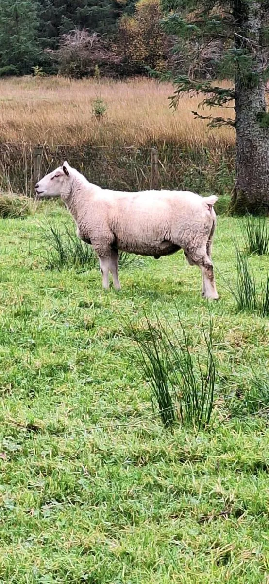 Charolais Ram - Image 1