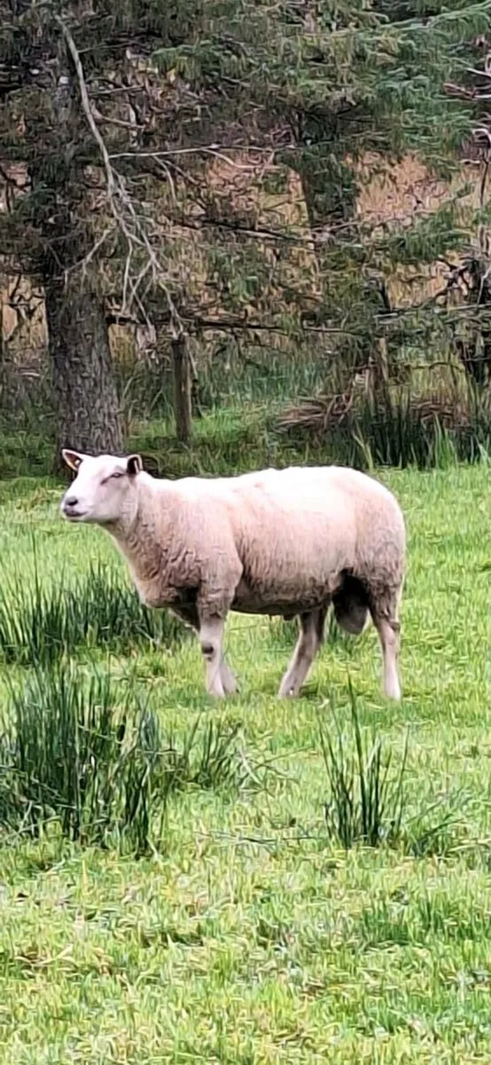 Charolais Ram - Image 2