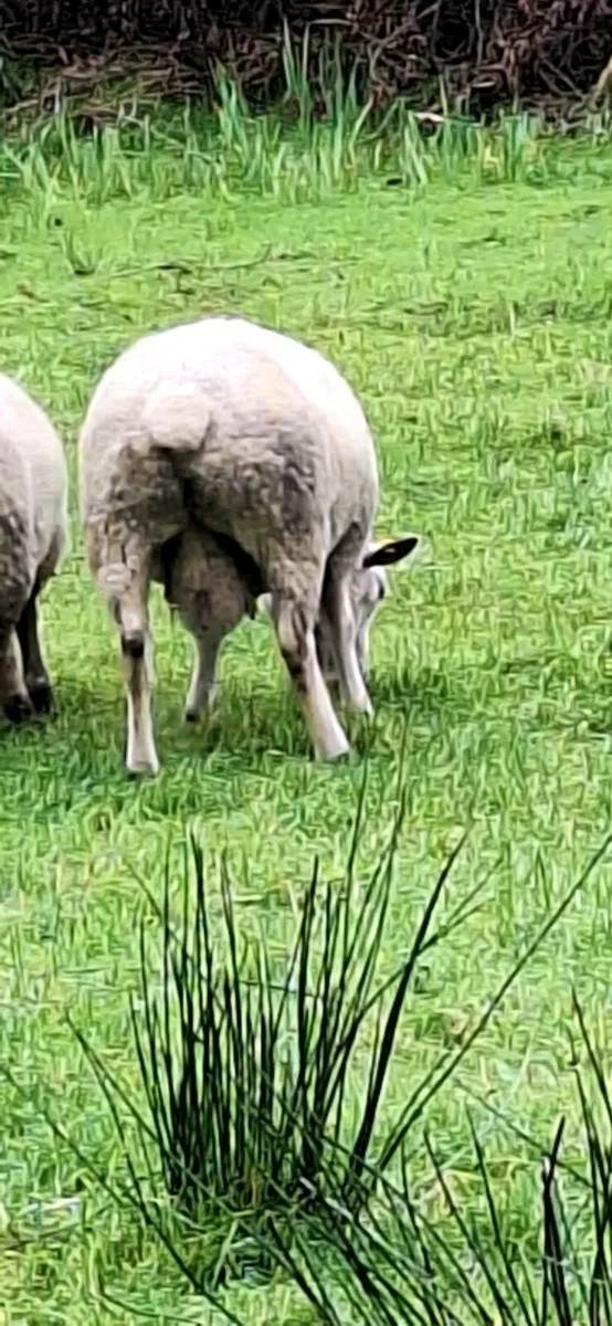 Charolais Ram - Image 3