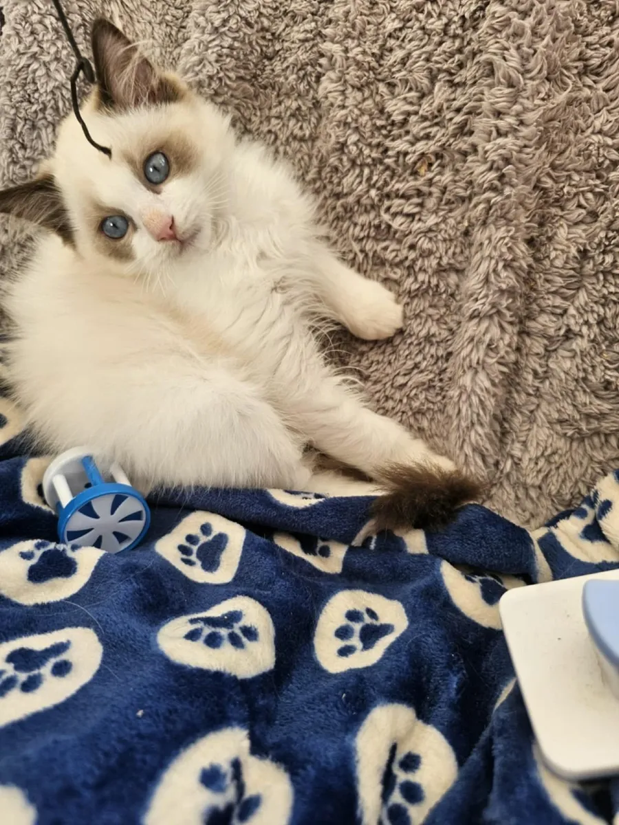 Stunning ragdoll kitten male - Image 1