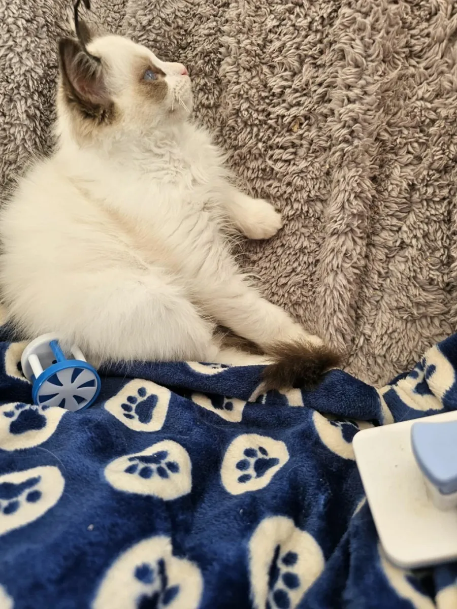 Stunning ragdoll kitten male - Image 2