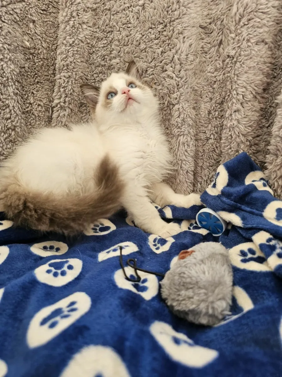 Stunning ragdoll kitten male - Image 3