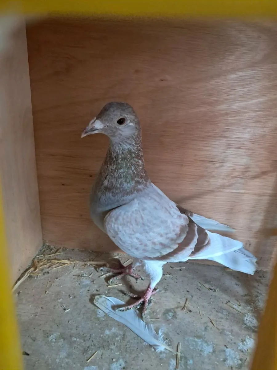 Racer pigeons - Image 1