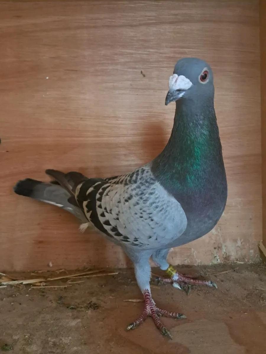 Racer pigeons - Image 2