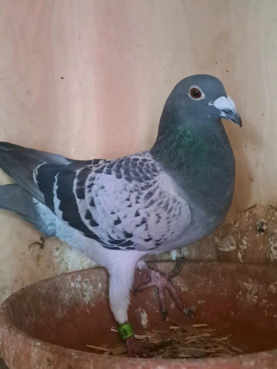 Racer pigeons - Image 3