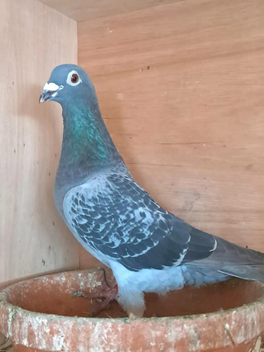 Racer pigeons - Image 4