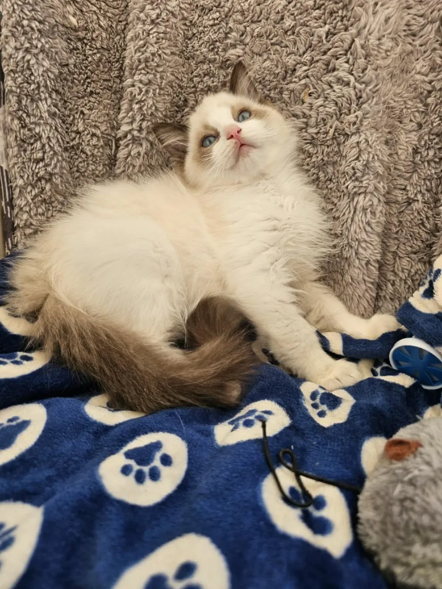 Stunning ragdoll kitten male - Image 4