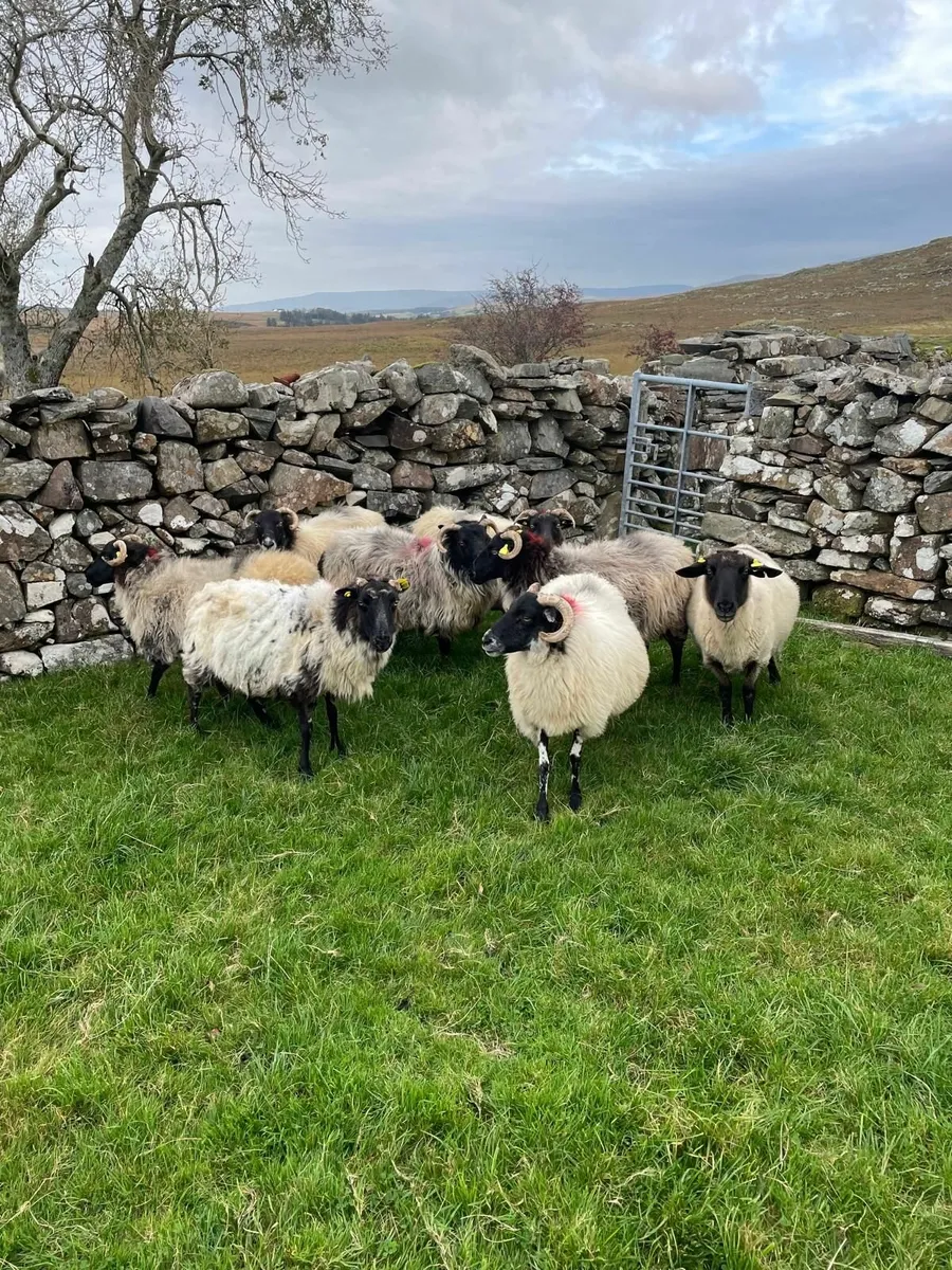 Ewes - Image 1