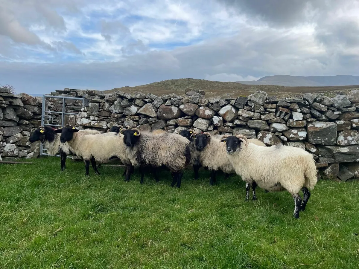 Ewes - Image 2