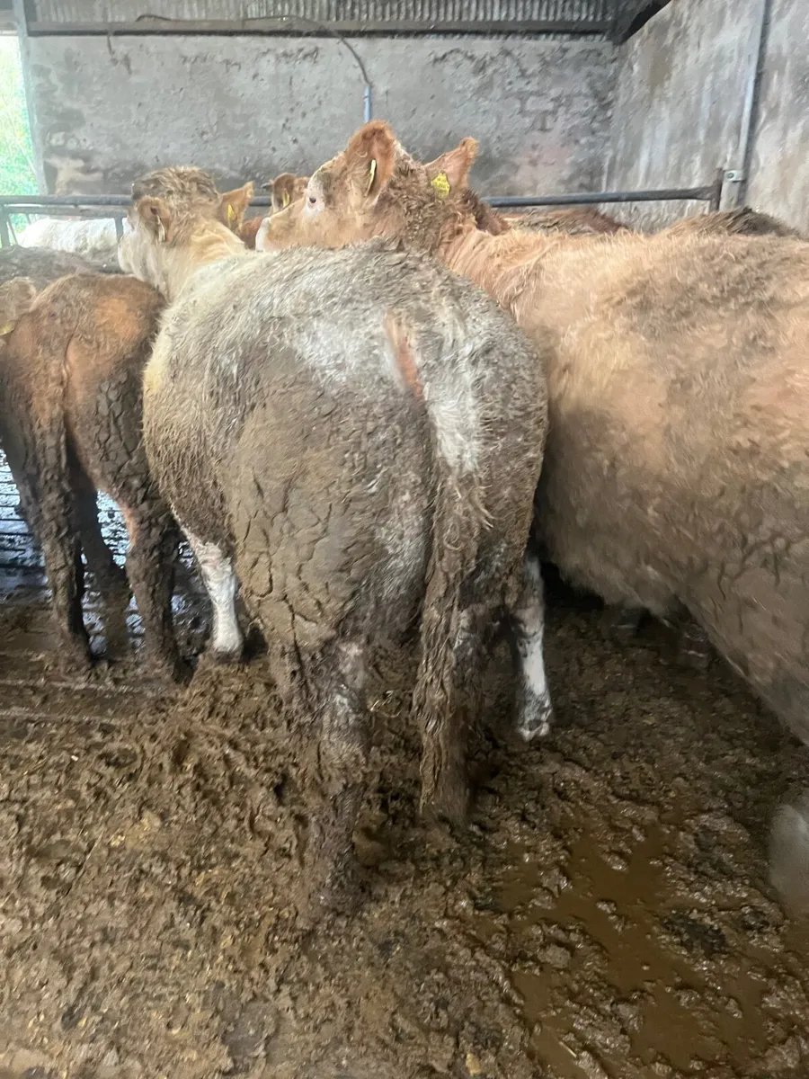 Store heifers - Image 1