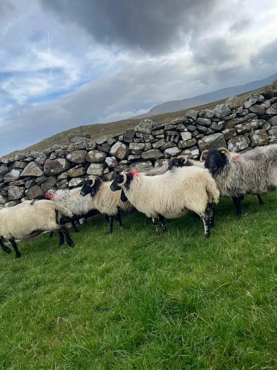 Ewes - Image 3